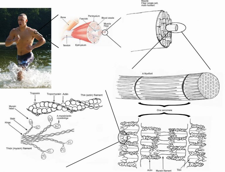 Stiramento Muscolare Sintomi E Cura La Scienza In Palestra